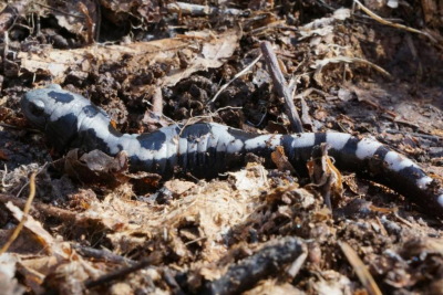 NC State Symbols: Marbled Salamanders!